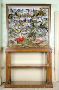 The case of birds from South America certainly add colour to the room!